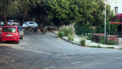 İlçe merkezinde sokak sokak gezdiler