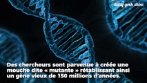 Des chercheurs ont crée une mouche à partir d'un gène vieux de 140 millions d'années