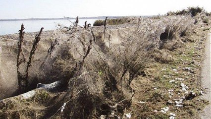 Grecia: ragnatela enorme ricopre strade e vegetazione a Xanthi