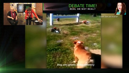 [Explore paranormal] - Can Fur Babies Sense Spirits Part 2/ Labrador retriever senses a ghost cat