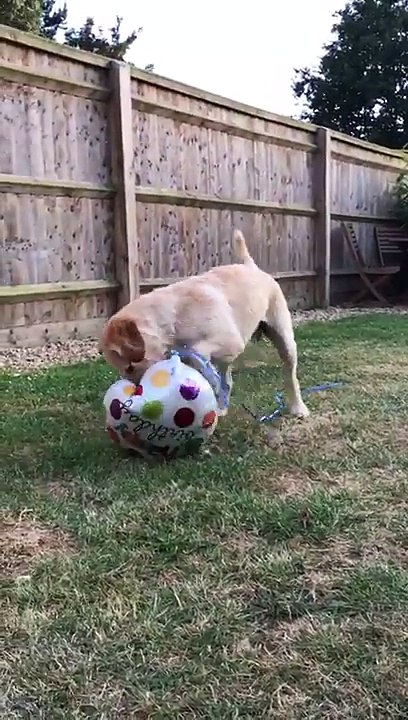 Labradoodle plays with helium balloon then watches it float away