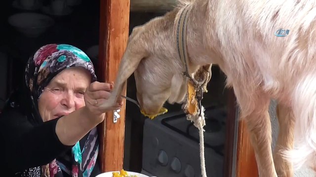 Çatıya çıkıp sahibinin elinden yemek yiyen oğlağı görenler şaşkına dönüyor