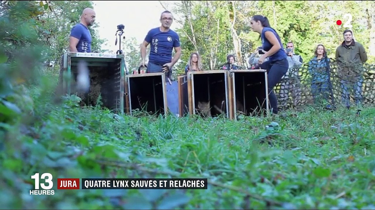 Jura : quatre lynx sauvés et relâchés