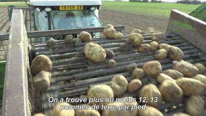 Les frites, victimes de la sécheresse estivale en France
