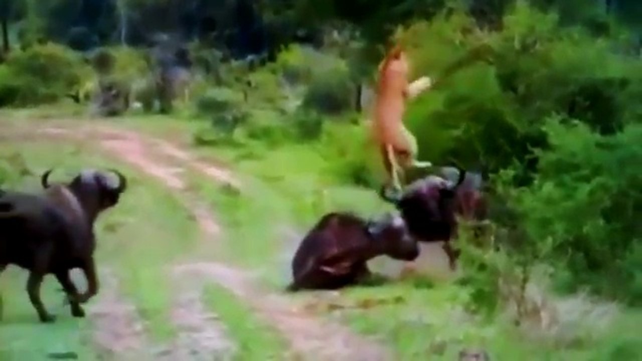 Ataque de leão dá errado , búfalo contra ataca e vence a luta 360 x 640