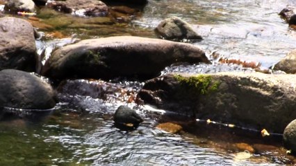 Mountain creek
