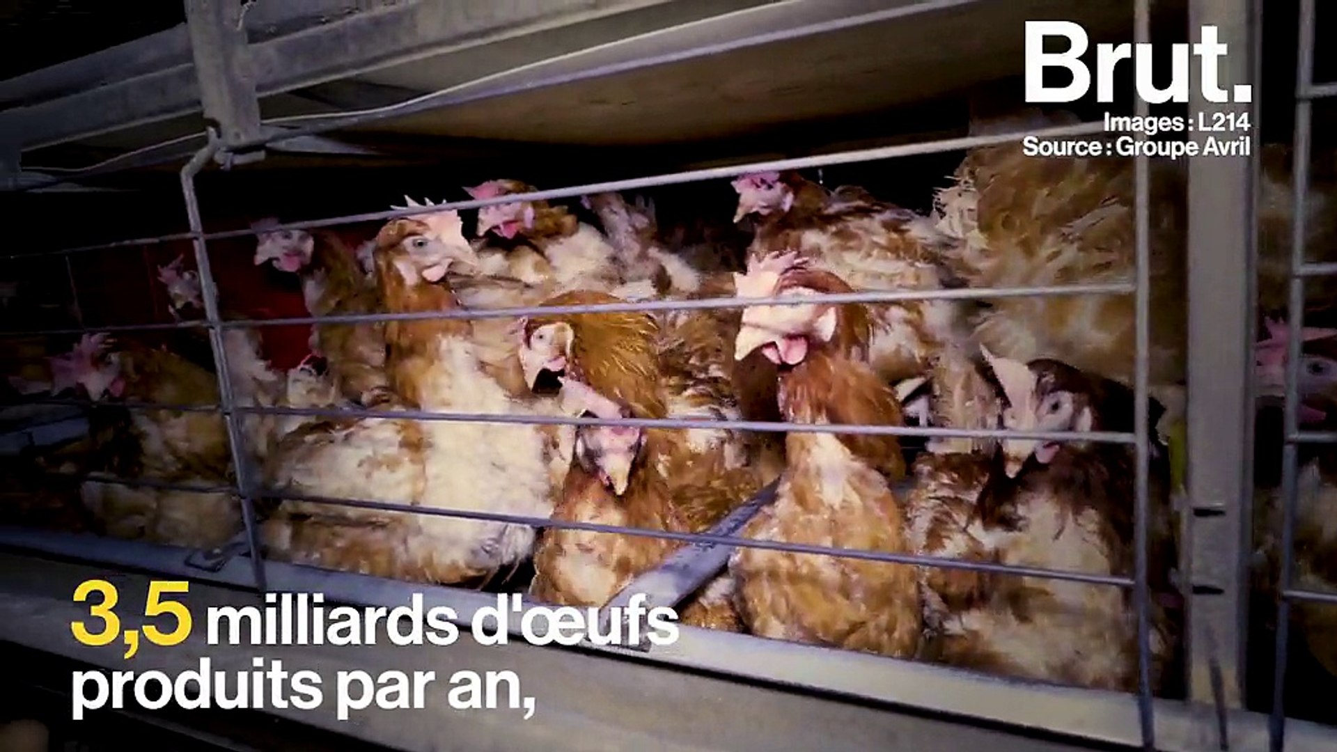 L214 dévoile une vidéo choc sur l'élevage intensif des poules - Vidéo  Dailymotion