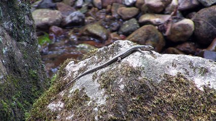 Sand lizard