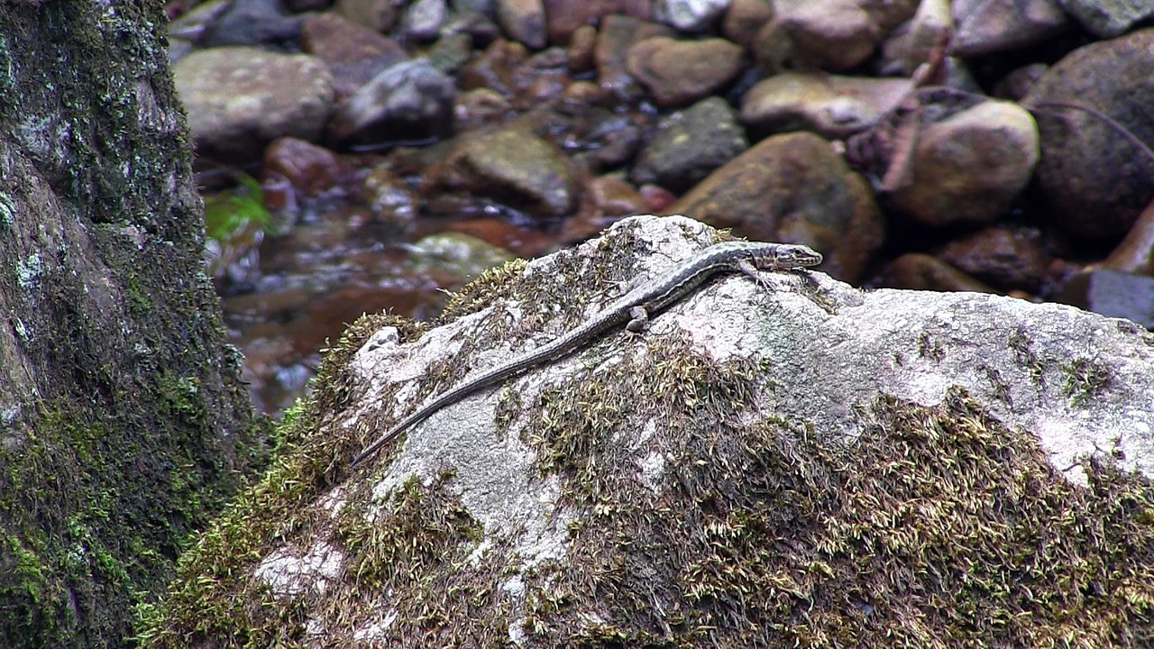 Sand lizard