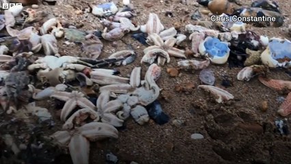 Dead starfish and lobsters washed up on beaches - BBC News