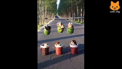 Cute is Not Enough - Funny Cats and Dogs Compilation #28