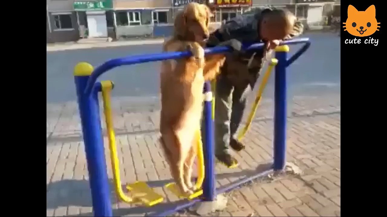 Cute is Not Enough - Funny Cats and Dogs Compilation #30