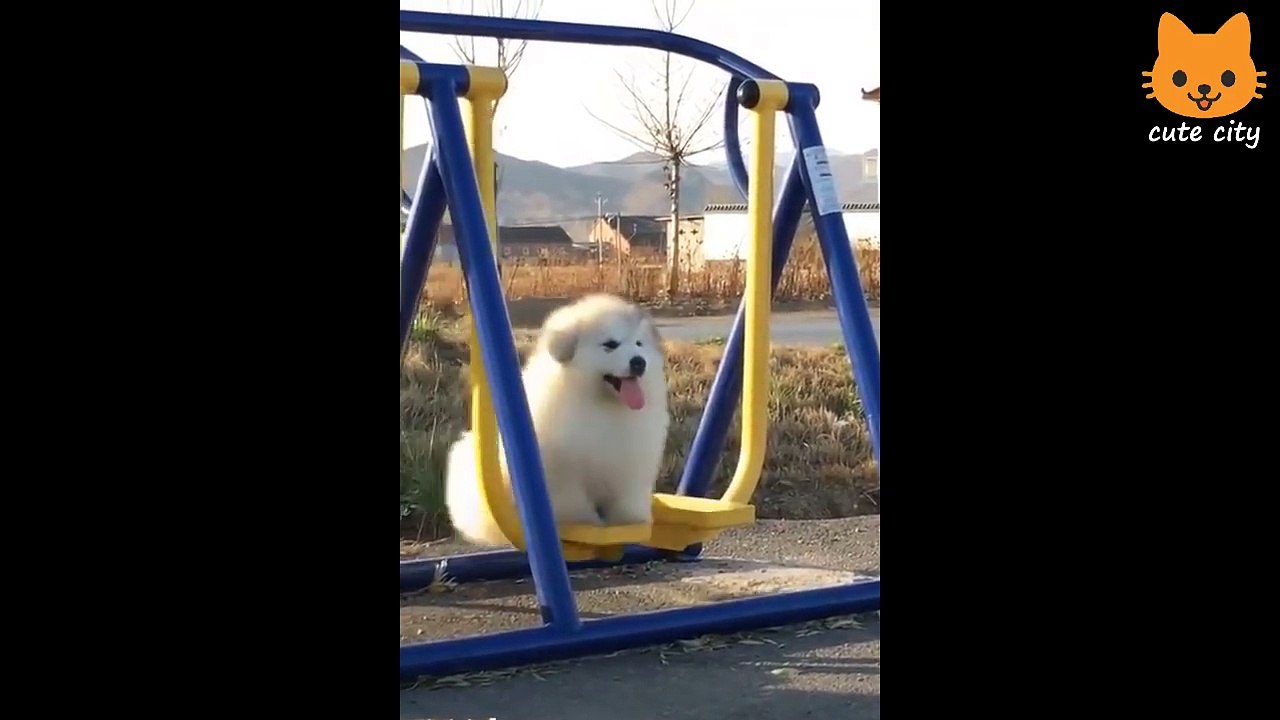 Cute is Not Enough - Funny Cats and Dogs Compilation #34
