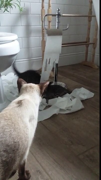 Kittens caught ripping and playing with toilet roll