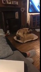 dog sitting on other dogs face