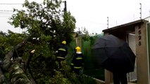 Após queda de árvore, bombeiros são acionados no Tropical
