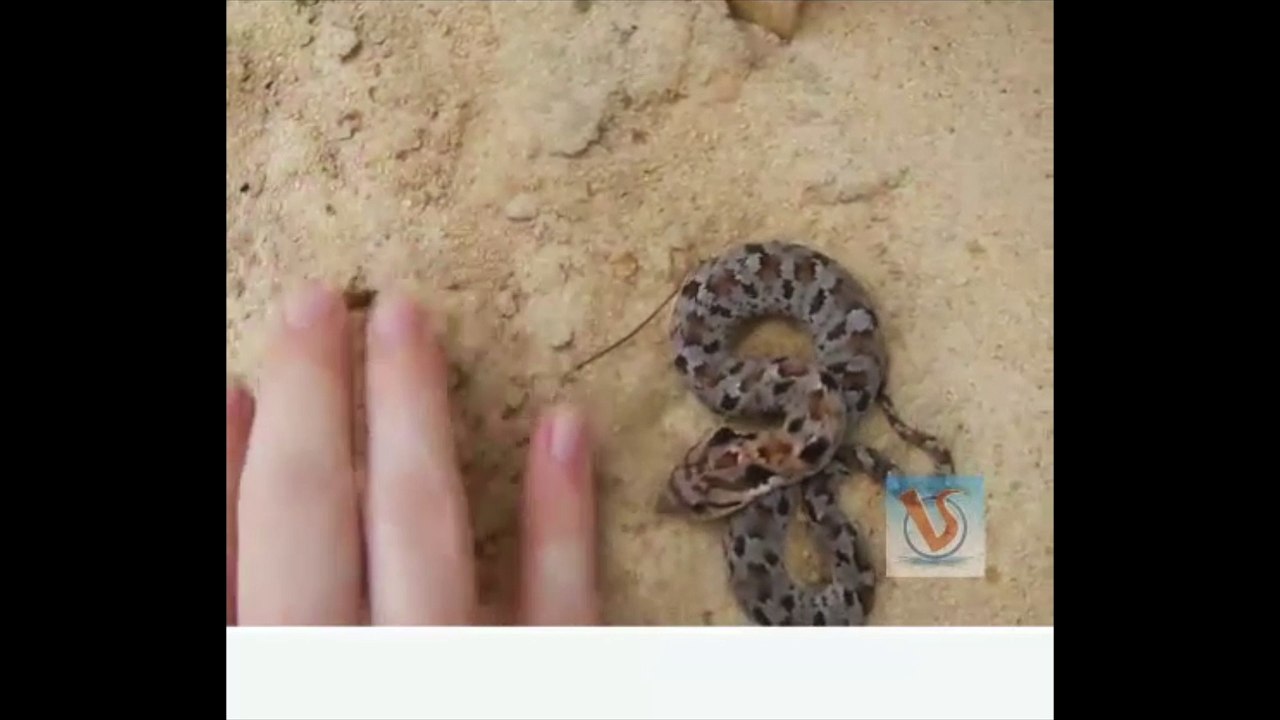 The Fake Death of Snake In Front of The Snake Catcher