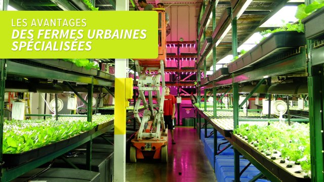 Les fermes urbaines spécialisées