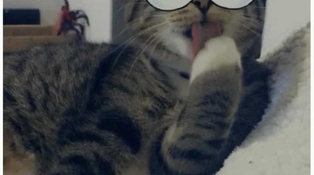 Les snap-chats mignons des internautes