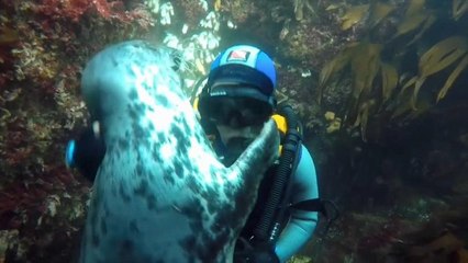 شاهد: صداقة في عمق البحر بين غواص وفقمة... فربّ صدفة خير من ألف ميعاد