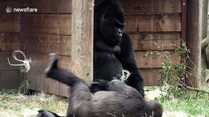 Cheeky gorilla baby loves to wind up his dad