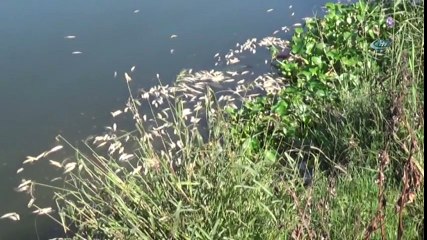 Hatay'da Telef Olan On Binlerce Balığın Ardından İnceleme Başlatıldı