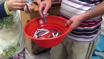 Kediler Balıkçının Önünde Nöbet Tutuyor