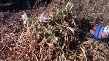 Likya Kum Zambağı'nı Koparanlara 48 Bin Lira Para Cezası