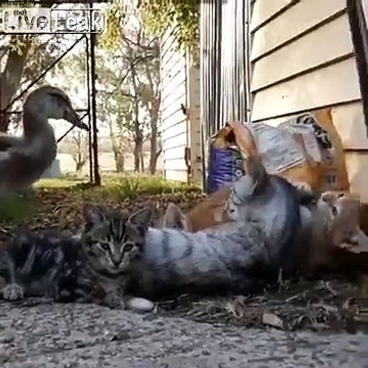 Tranquille, ce canard rejoint des chats en train de jouer !