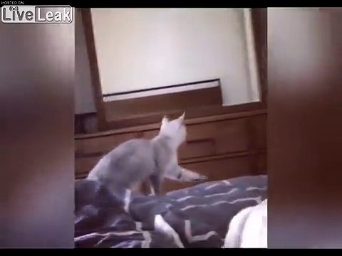 Ce chat découvre qu'il a des oreilles dans le miroir.. tellement mignon !
