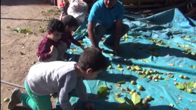 Bitlis’in Adilcevaz İlçesinde Sonbahar Ayları ile Birlikte Ceviz Hasadına Başlandı
