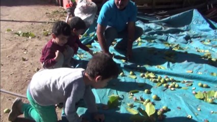 Bitlis’in Adilcevaz İlçesinde Sonbahar Ayları ile Birlikte Ceviz Hasadına Başlandı