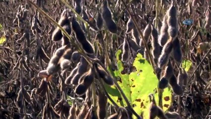 Adana'da Soya Hasadı Başladı...Hasat Havadan Görüntülendi