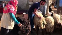 Sokak Köpekleri Koyun Sürüsüne Saldırdı, 30 Koyun Telef Oldu