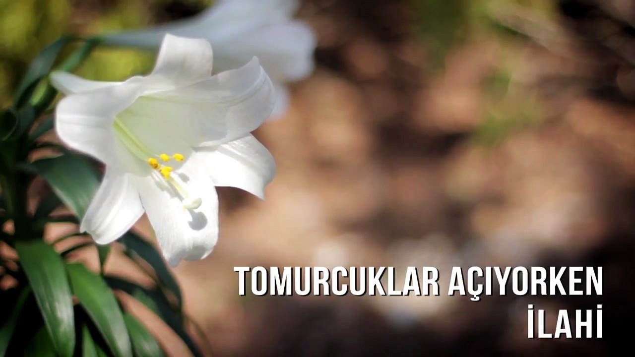 Müziksiz İlahiler - Tomurcuklar Açıyorken