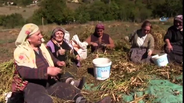 Artvin’de İmece Usulüyle Türküler Eşliğinde Kuru Fasulye Hasadı Gerçekleştirildi