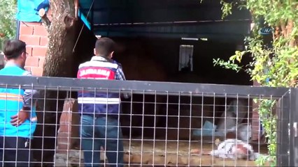 Aydın'da Deve Dehşeti! Bakıcısını Feci Şekilde Öldürdü!