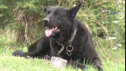 Yavrularını Kaybeden Köpek, Ağzındaki Taşı Yavrusu Sanıyor