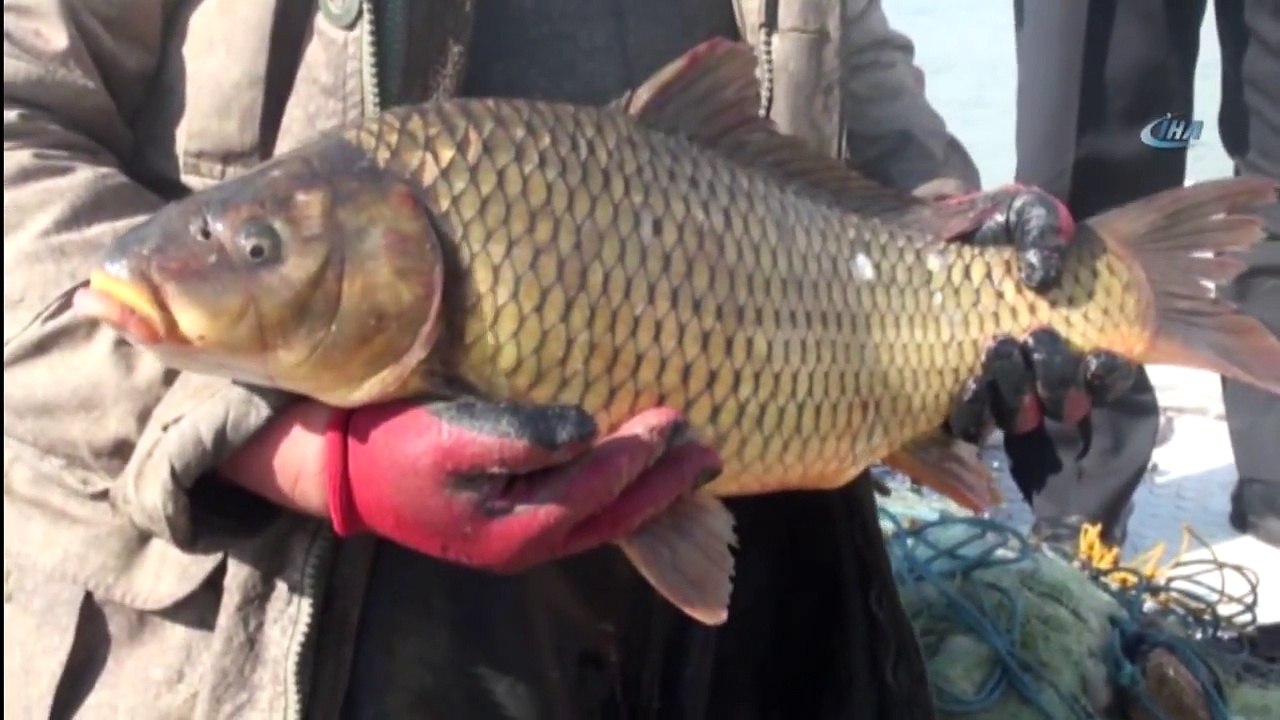 Denize Kıyısı Olmayan Yozgat’tan Avrupa ve Orta Doğu Ülkelerine Balık İhracatı