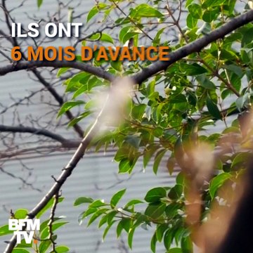 Au Japon, les cerisiers fleurissent avec 6 mois d'avance