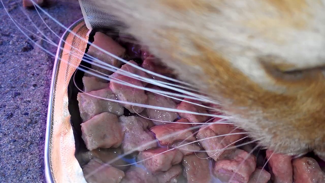 The cat. Who lives in the village, but not opposed to feast on delicious. [Cat life on the street]