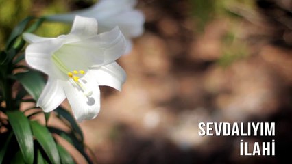 Müziksiz İlahiler - Sevdalıyım