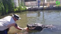 Regardez un peu la puissance de la mâchoire de cet alligator