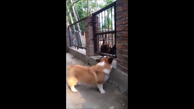 Ce chien fait le chaud devant les poules mais quand on le met avec elles c'est une autre histoire