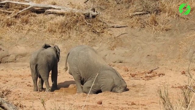 Un éléphant assoiffé plonge la tête dans la terre à la recherche d'eau