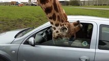 Une girafe se coince la tête dans une voiture... Et crac