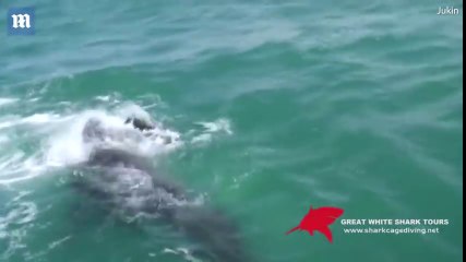 Cette otarie passe un sale moment, poursuivie par un grand requin blanc