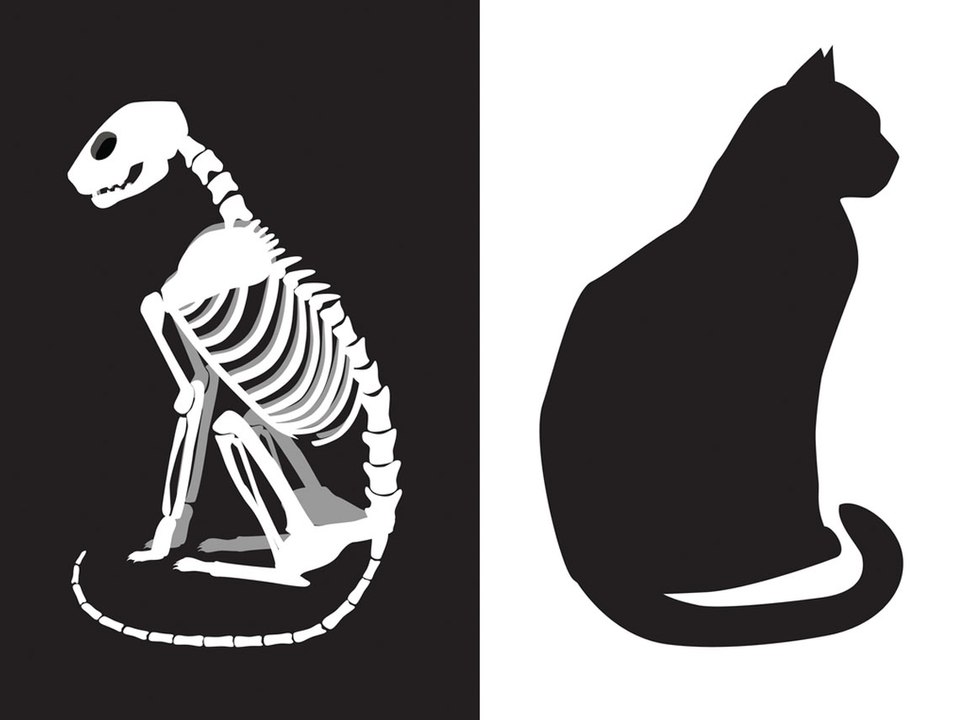 La ciencia en Big Bang: ¿Qué es la paradoja de Schrödinger?