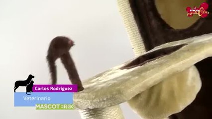 Rascadores para gatos