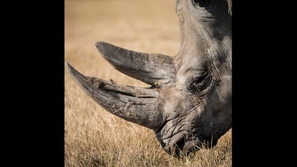Recuperarnos de la extinción animal causada por el hombre llevará millones de años